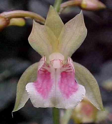 Oeceoclades maculata
